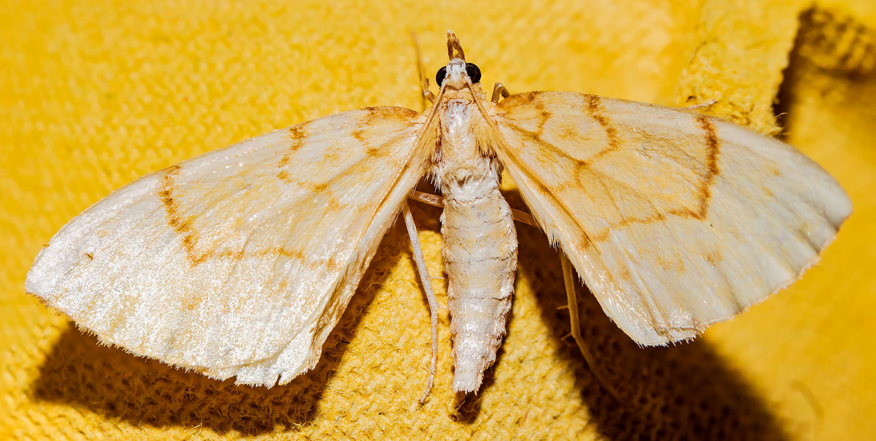 Eulithis pyraliata - sárga galajaraszoló
