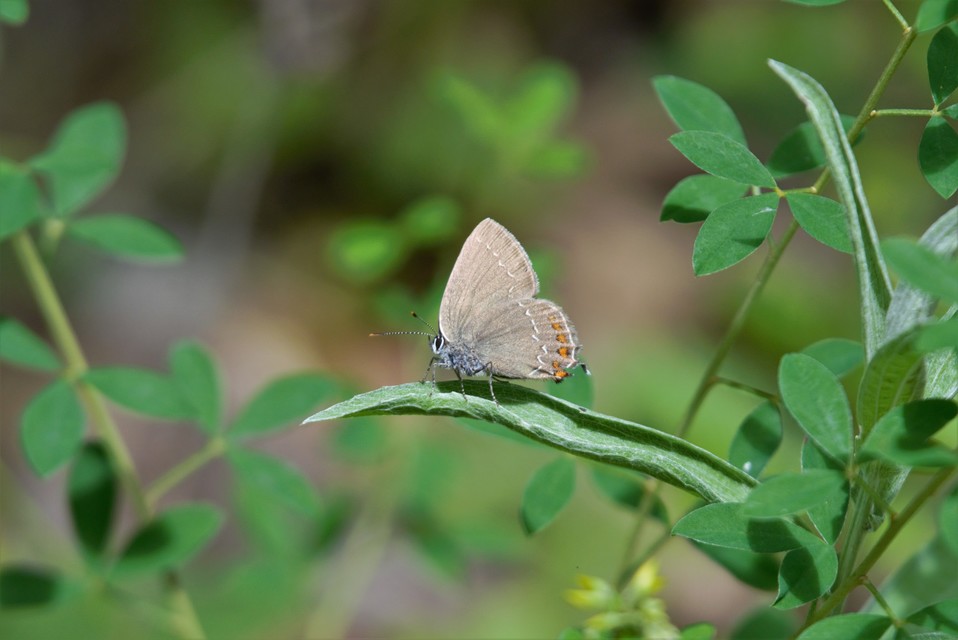 Satyrium ilicis - tölgyfa-csücsköslepke