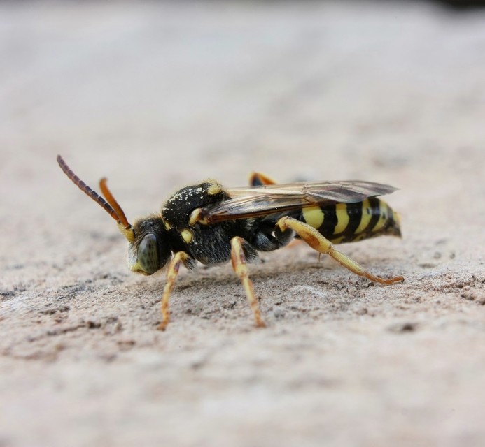 Nomada