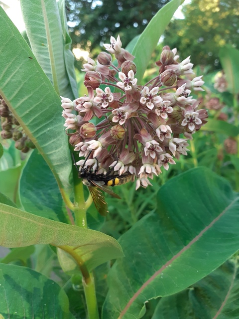 Megascolia maculata - óriás-tőrösdarázs