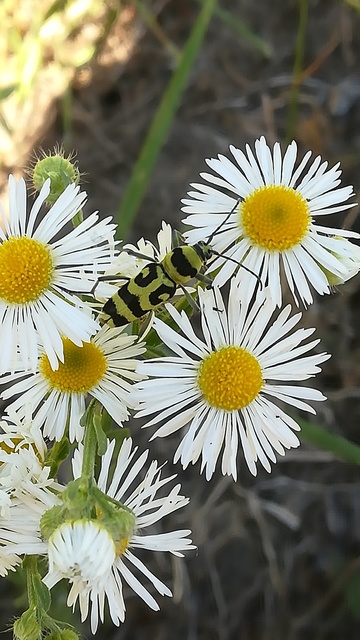 Chlorophorus varius - díszes darázscincér