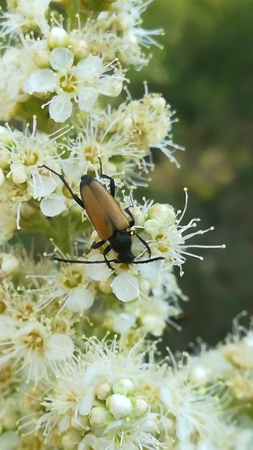 Stictoleptura fulva - vörhenyes virágcincér