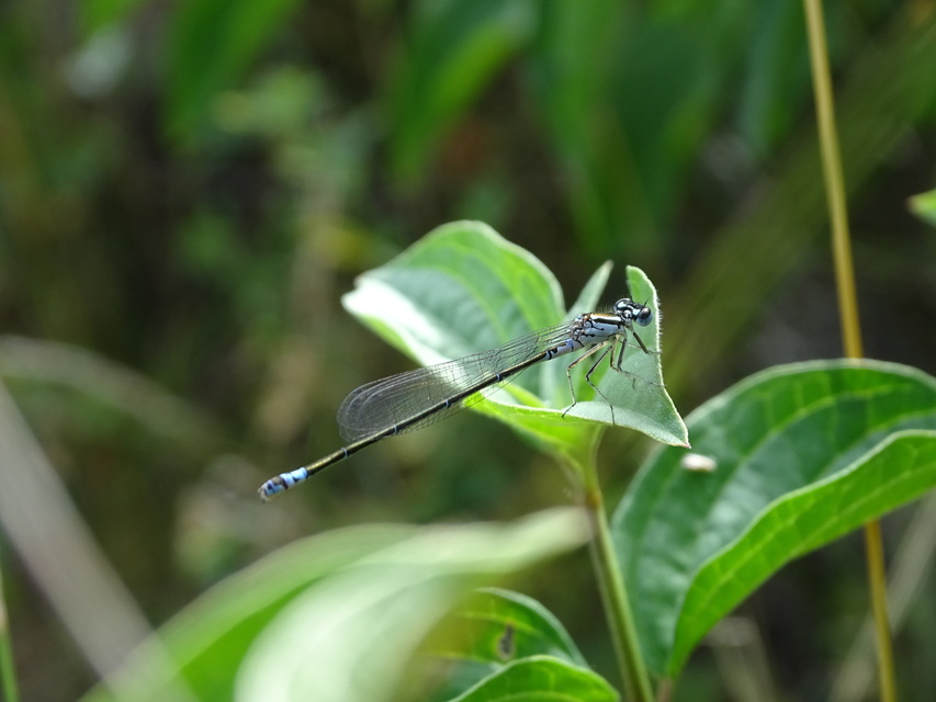 Coenagrion pulchellum - karcsú légivadász