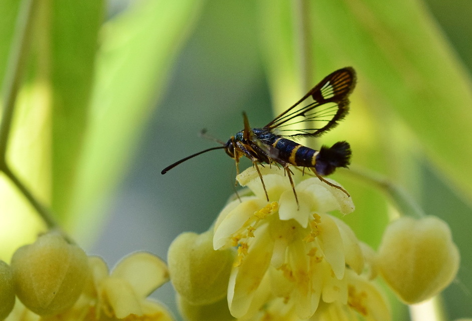 Sesiidae - szitkárfélék