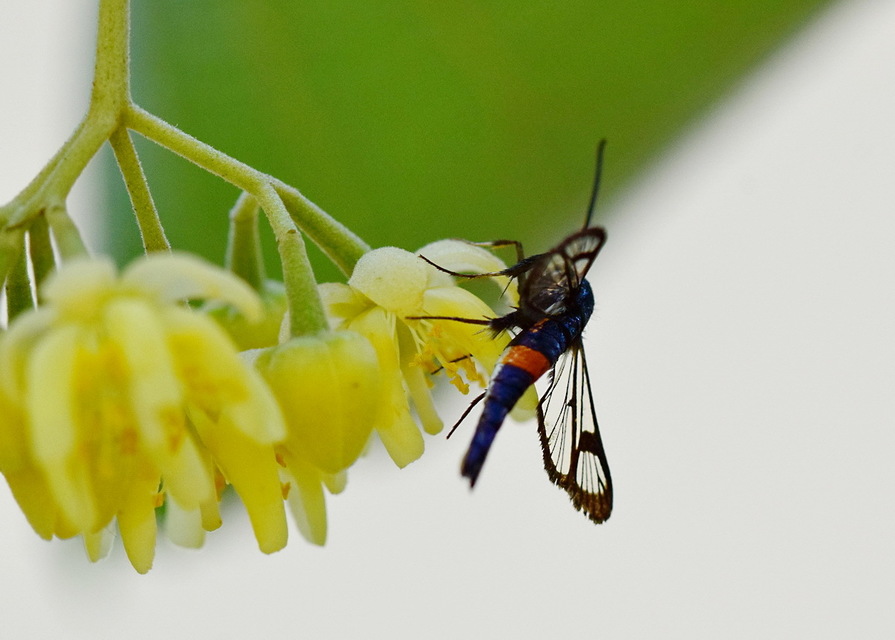 Synanthedon myopaeformis - almafaszitkár