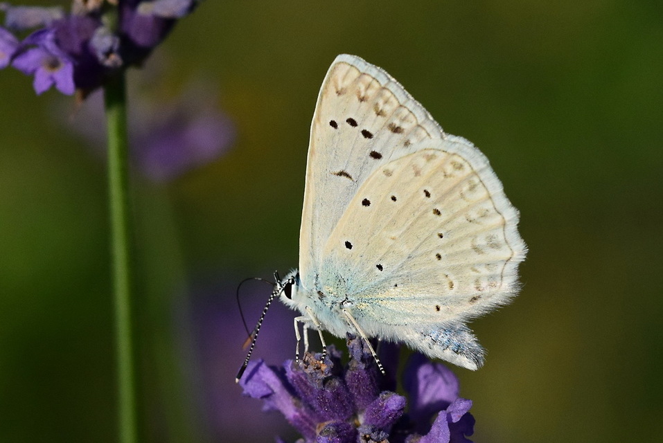 Polyommatus daphnis - csipkés boglárka