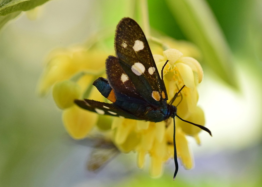 Zygaena ephialtes - változékony csüngőlepke