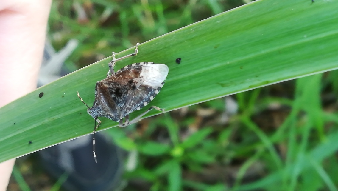 Rhaphigaster nebulosa - bencepoloska