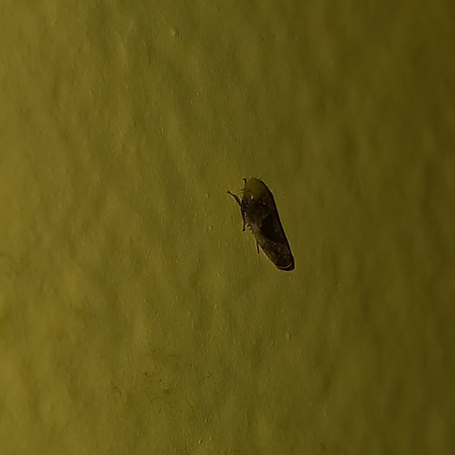 Hishimonus hamatus