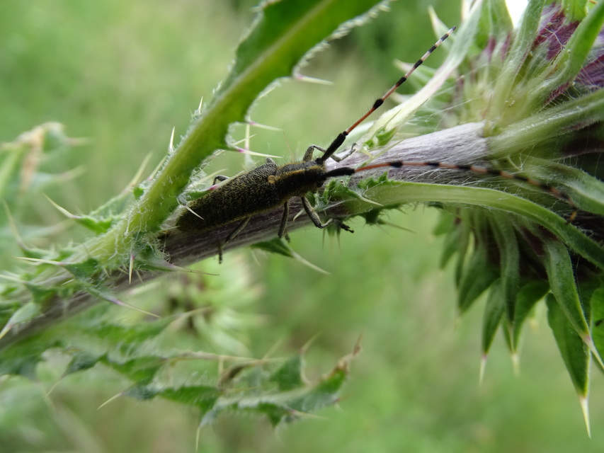 Agapanthia dahli - sárgagyűrűs bogáncscincér