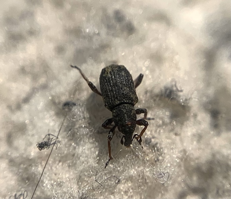 Bagous lutulentus - zsurló-víziormányos Bagous lutulentus - zsurló-víziormányos
