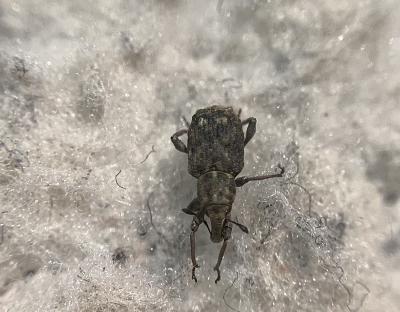 Bagous lutulentus - zsurló-víziormányos Bagous lutulentus - zsurló-víziormányos