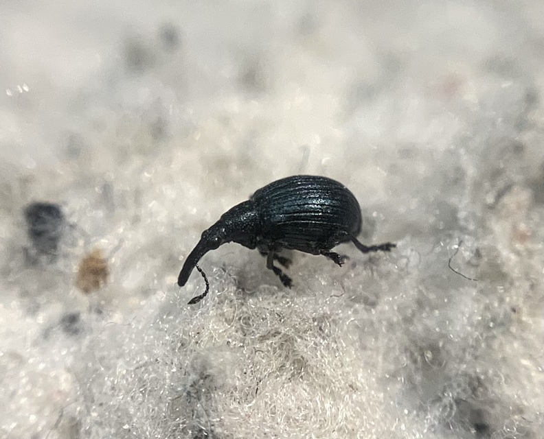 Eutrichapion punctiger - bükkönyrontó cickányormányos Eutrichapion punctiger - bükkönyrontó cickányormányos