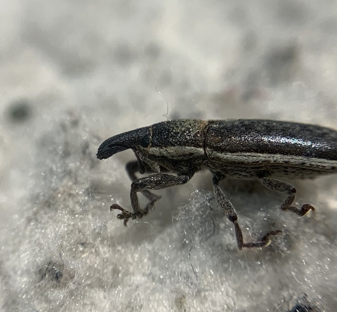 Lixus ochraceus - retek-dudvabarkó