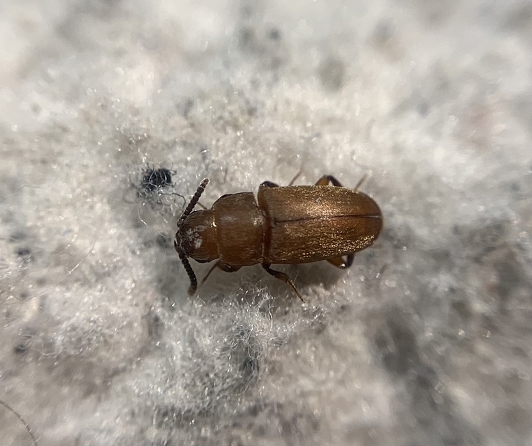 Antherophagus silaceus