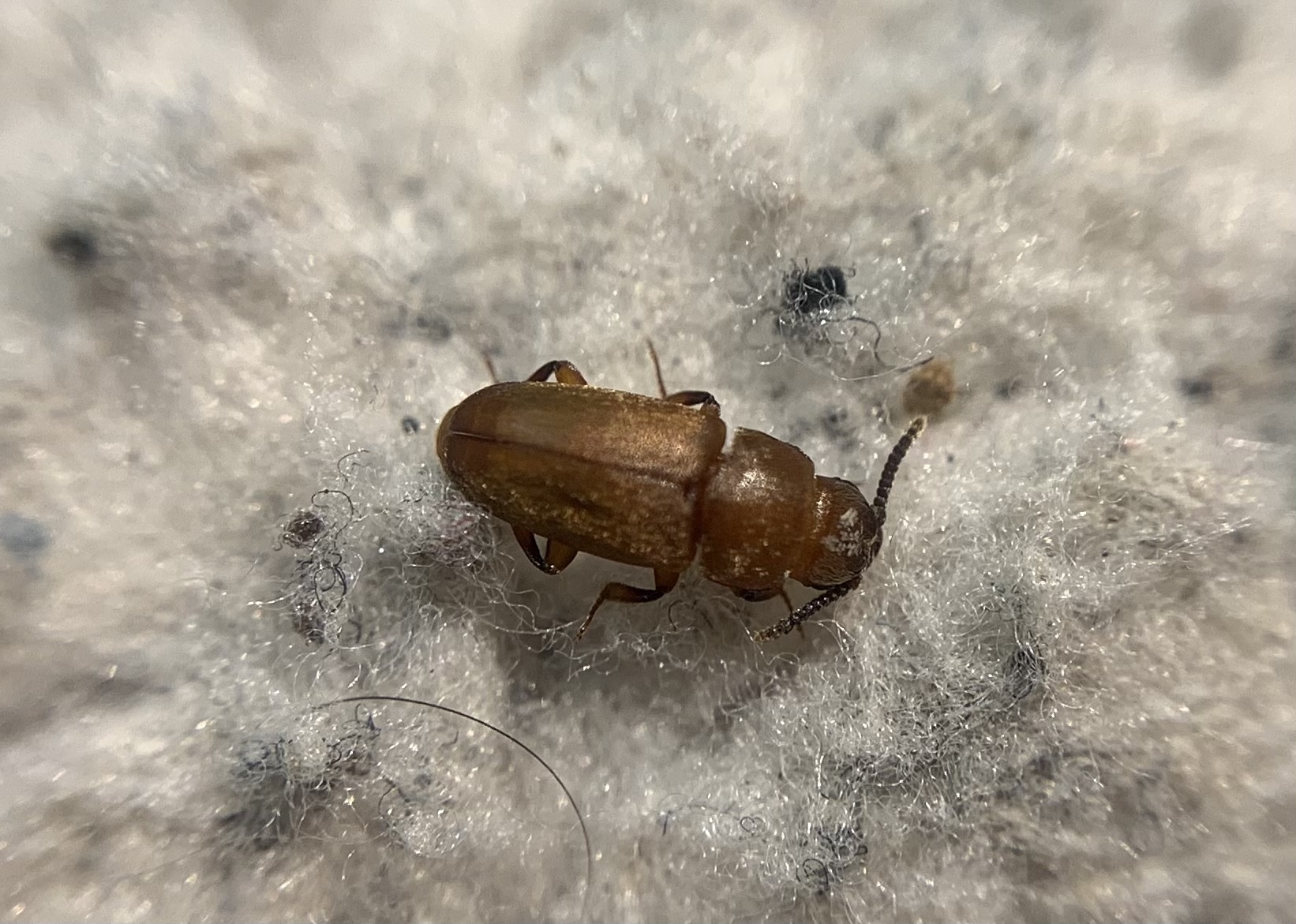 Antherophagus silaceus