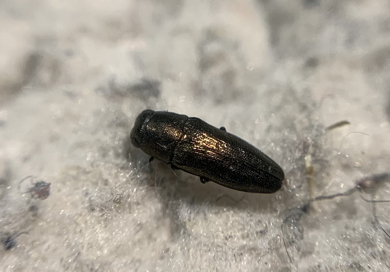 Sphenoptera cauta - Petricek-gyalogdíszbogár