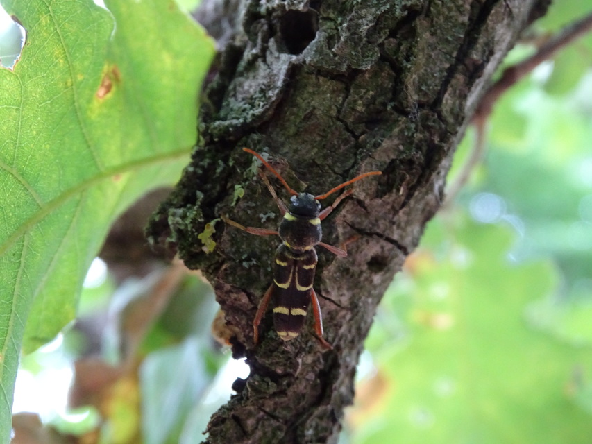 Xylotrechus arvicola - gazdászcincér