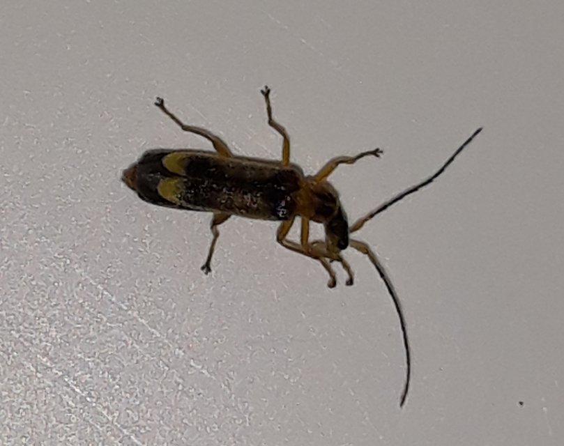 Malthinus