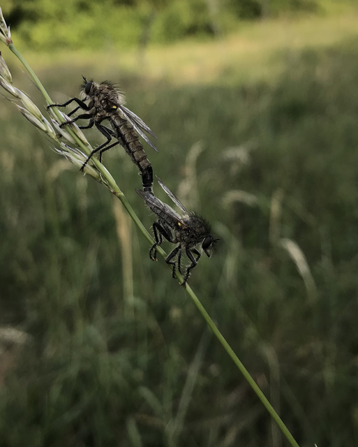 Dysmachus praemorsus