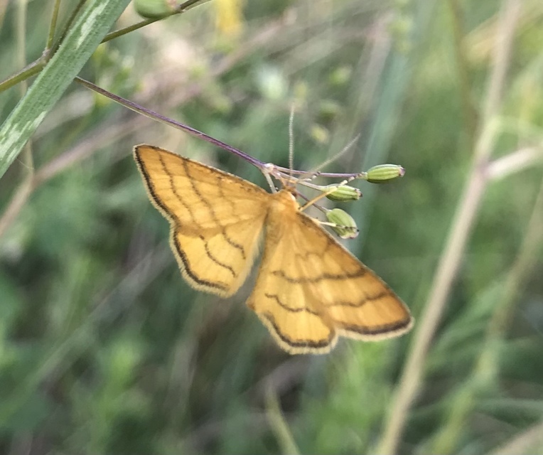 Idaea aureolaria - aranyos sávosaraszoló