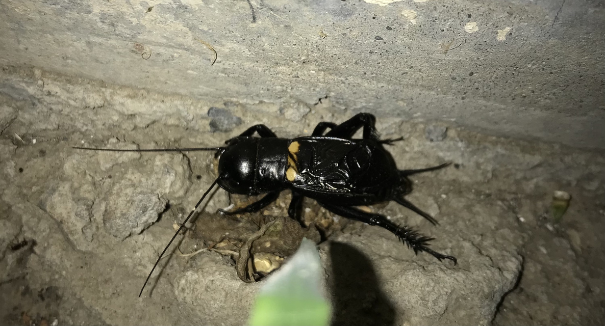 Gryllus campestris - mezei tücsök