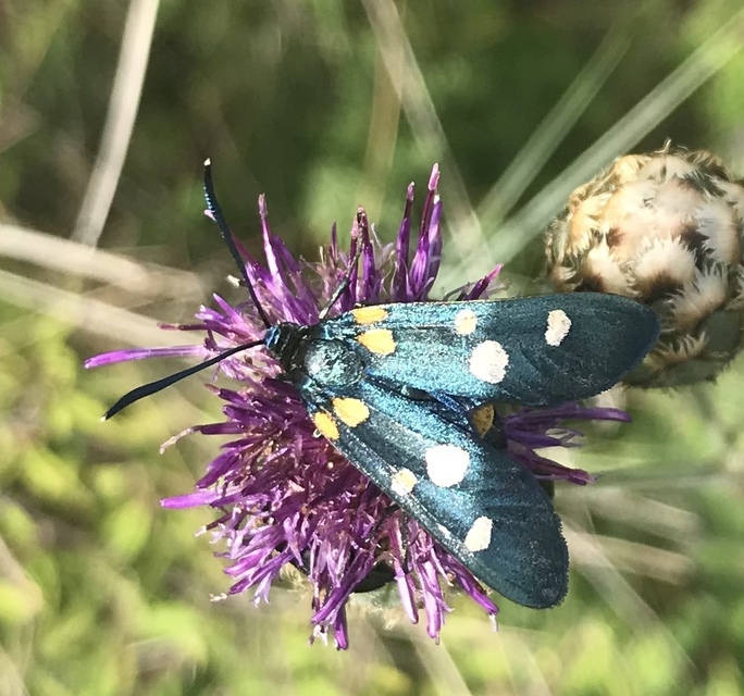 Zygaena ephialtes - változékony csüngőlepke