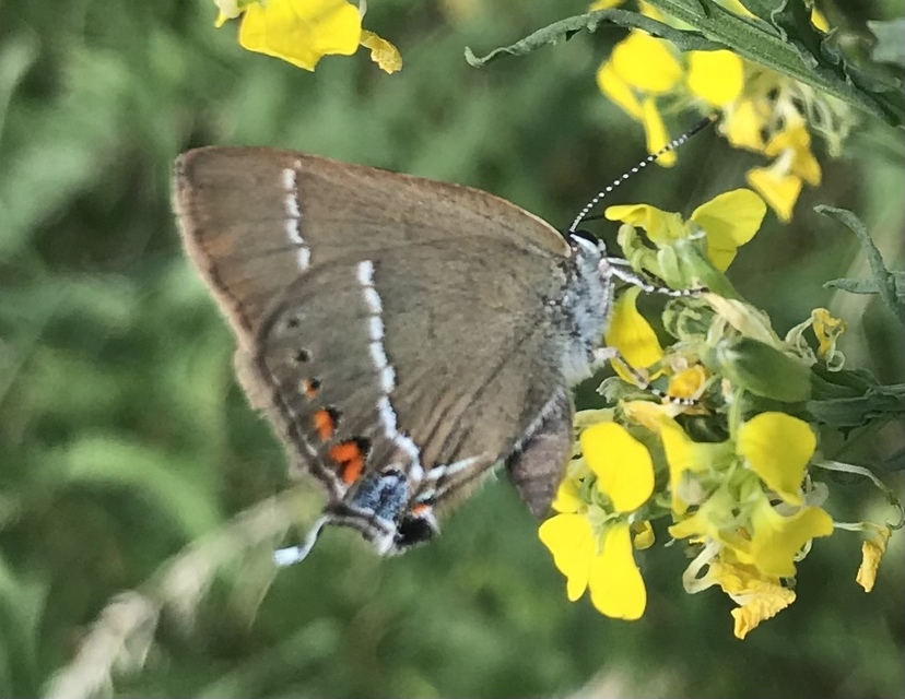 Satyrium spini - kökény-csücsköslepke