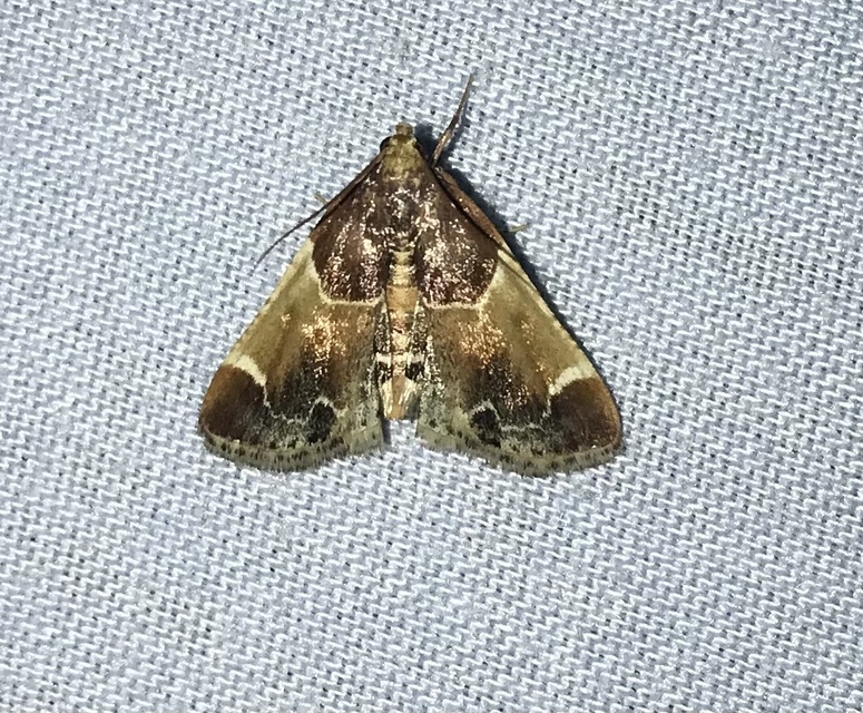 Pyralis farinalis - lisztilonca