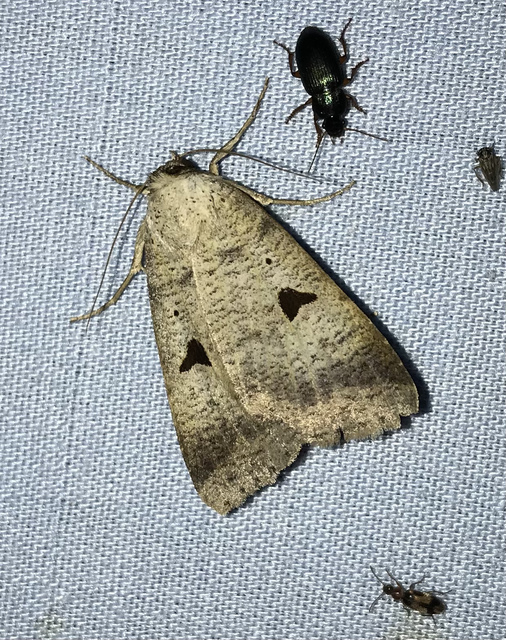 Lygephila lusoria - nagy csüdfűbagoly