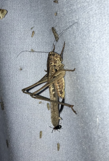 Platycleis affinis - púposhasú rétiszöcske