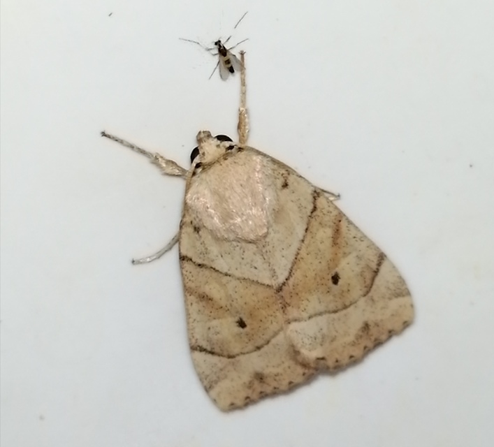 Cosmia trapezina - közönséges lombbagoly