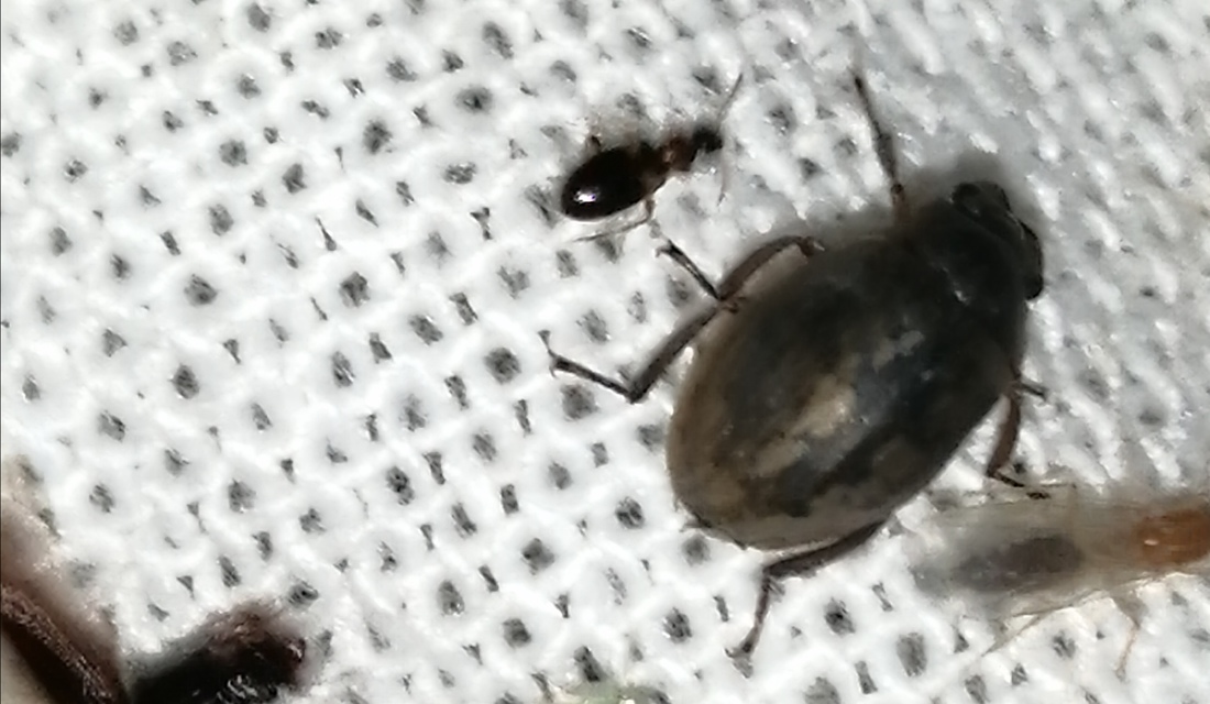 Spercheus emarginatus - ciripelő dajkacsibor