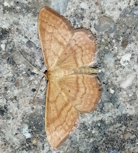Idaea rufaria - vörhenyes sávosaraszoló