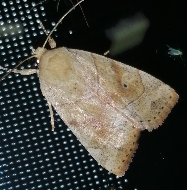 Cosmia trapezina - közönséges lombbagoly