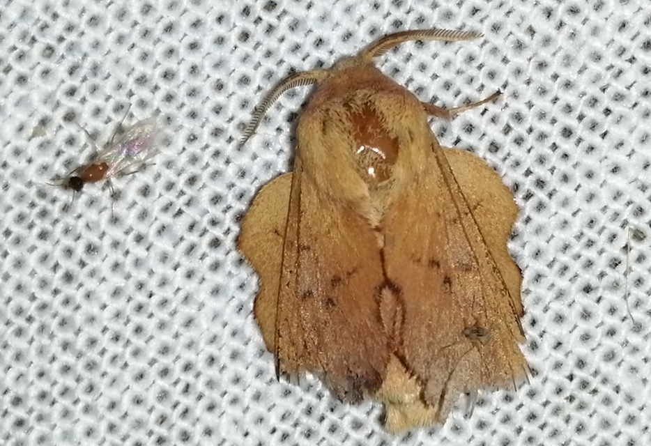 Phyllodesma tremulifolia - nyárlevélpohók