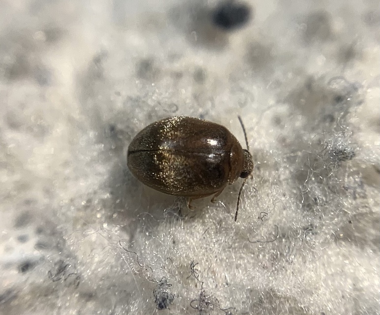 Scirtes orbicularis