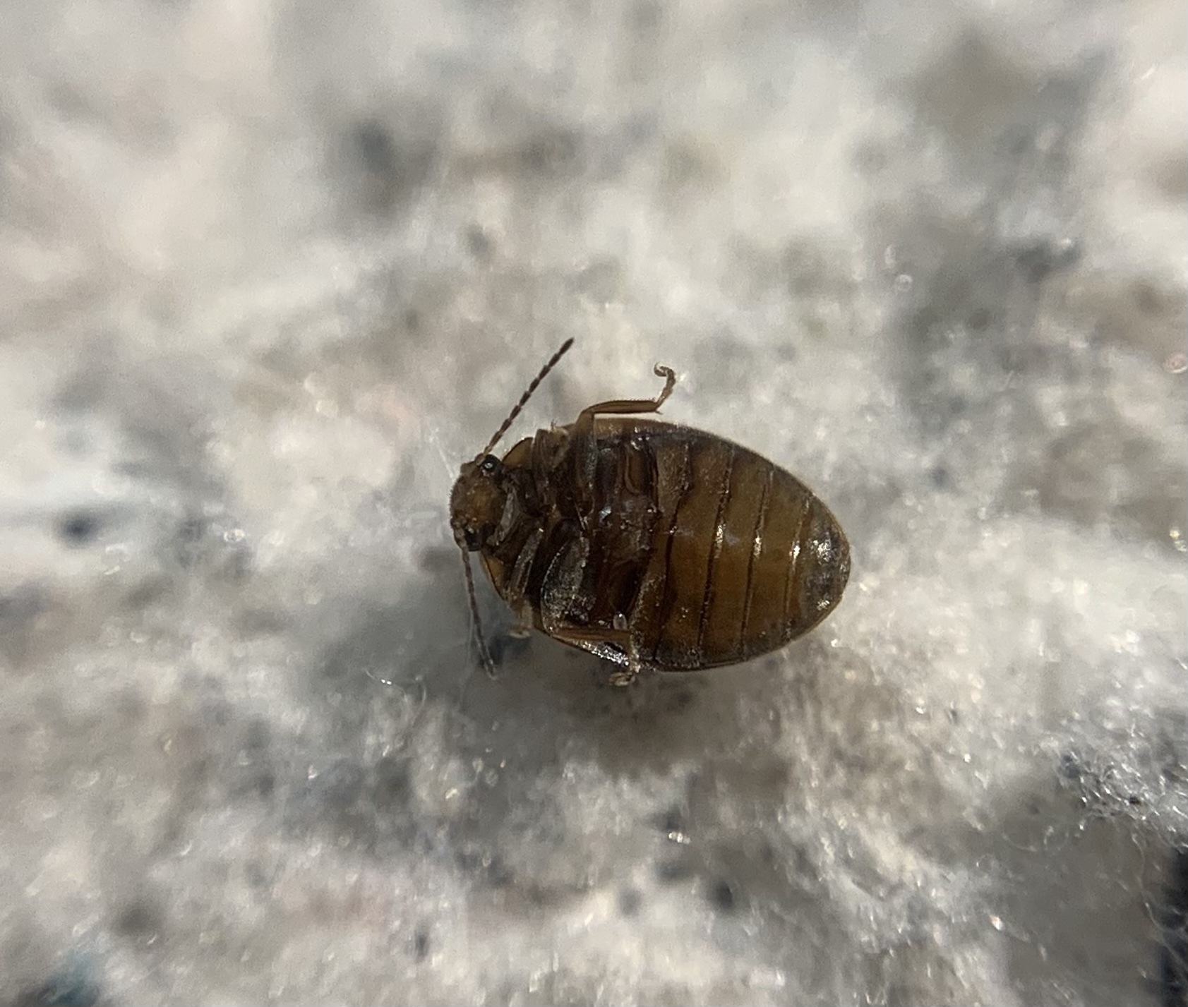 Scirtes orbicularis