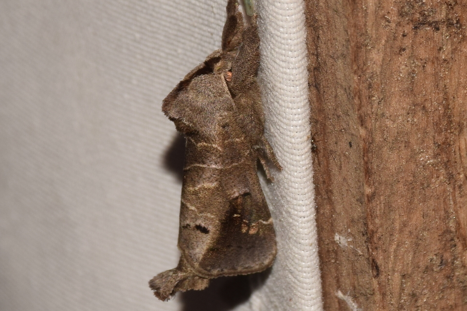 Clostera anachoreta - tarka levélszövő