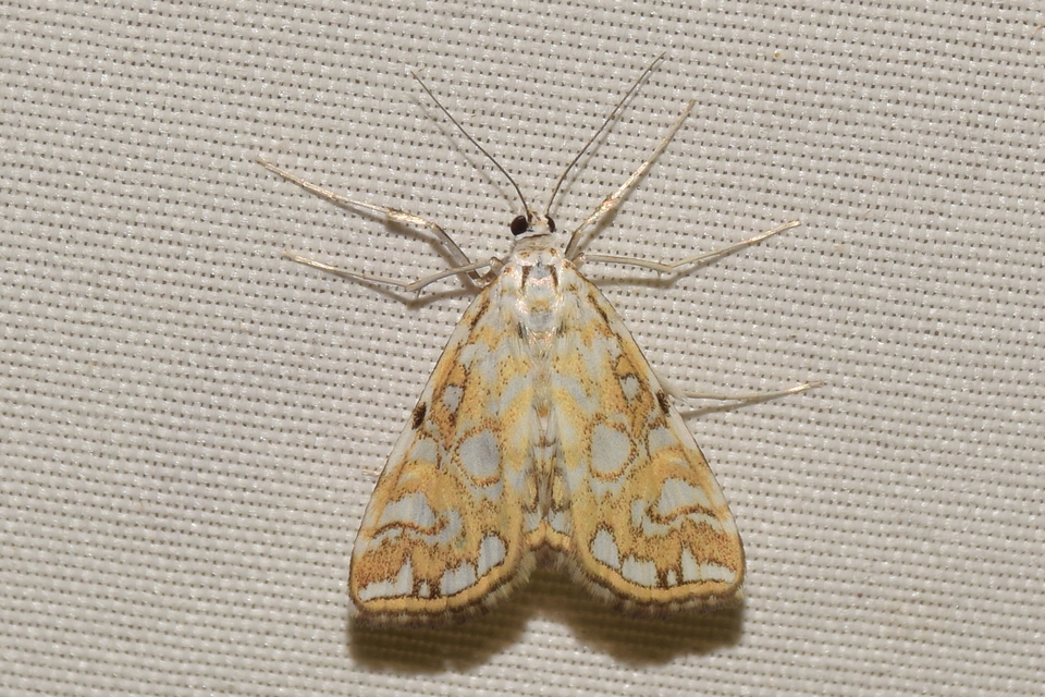 Elophila nymphaeata - tarka vízimoly