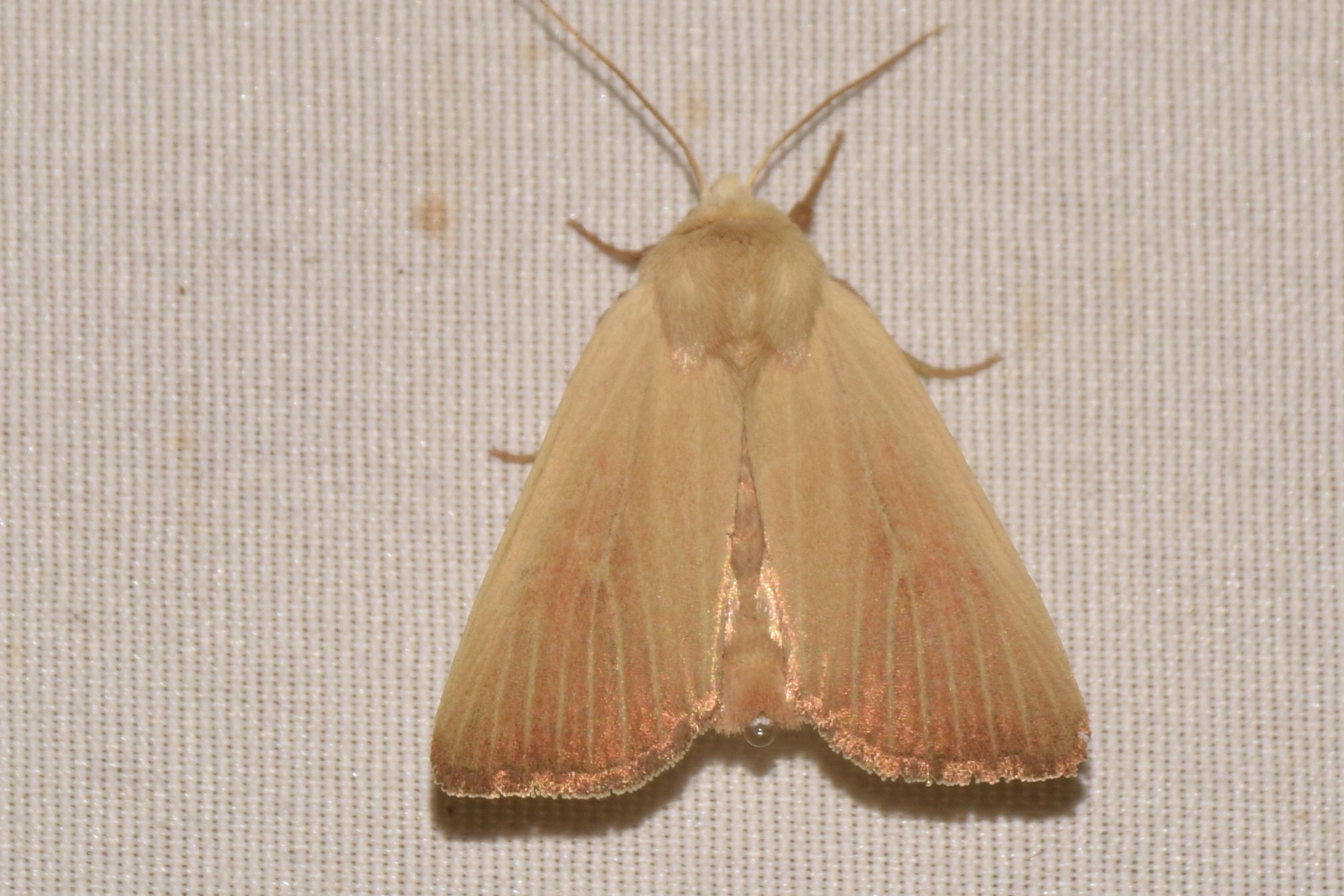 Arenostola phragmitidis - selymes nádibagoly
