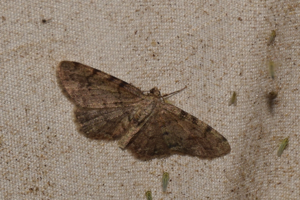 Aethalura punctulata - szürke égeraraszoló