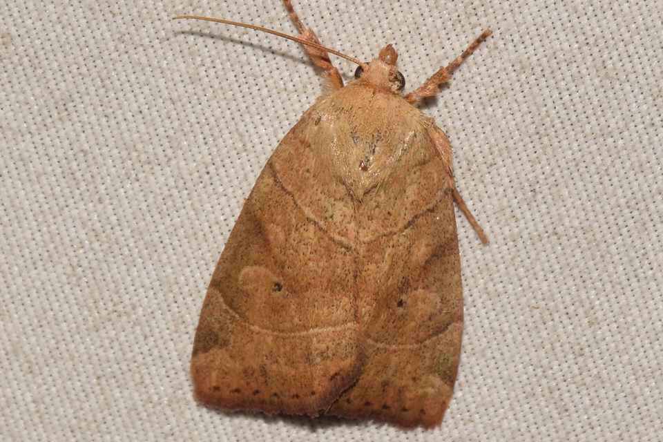 Cosmia trapezina - közönséges lombbagoly