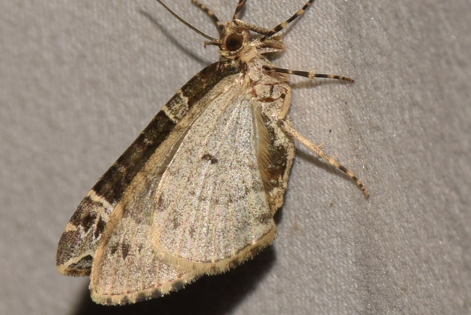 Ecliptopera silaceata - barna tarkaaraszoló