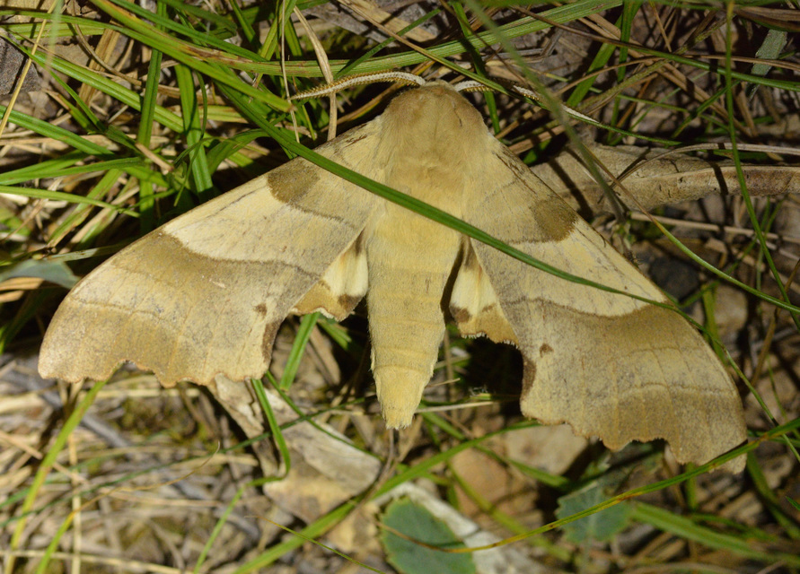 Marumba quercus - tölgyfaszender