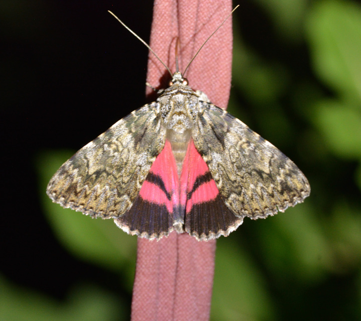 Catocala promissa - kis tölgyfa-övesbagoly