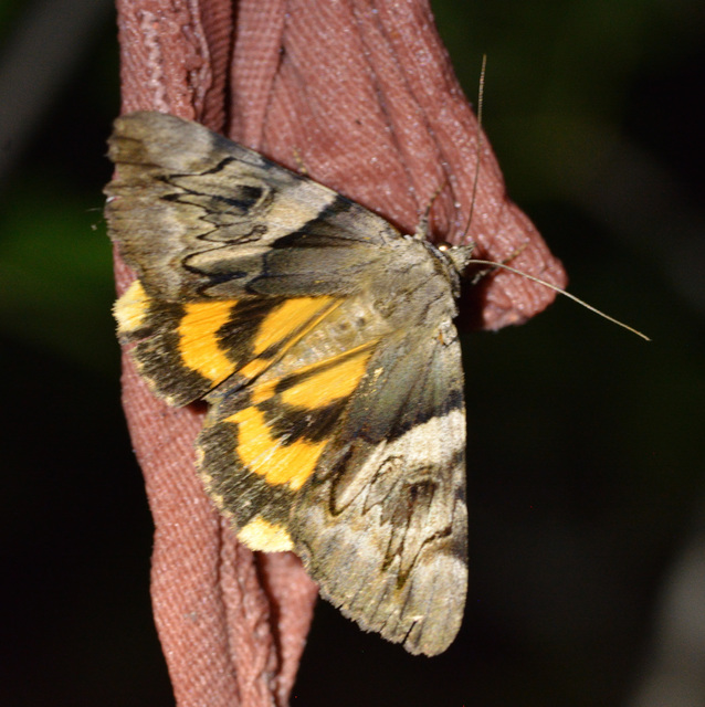 Catocala fulminea - galagonya-övesbagoly