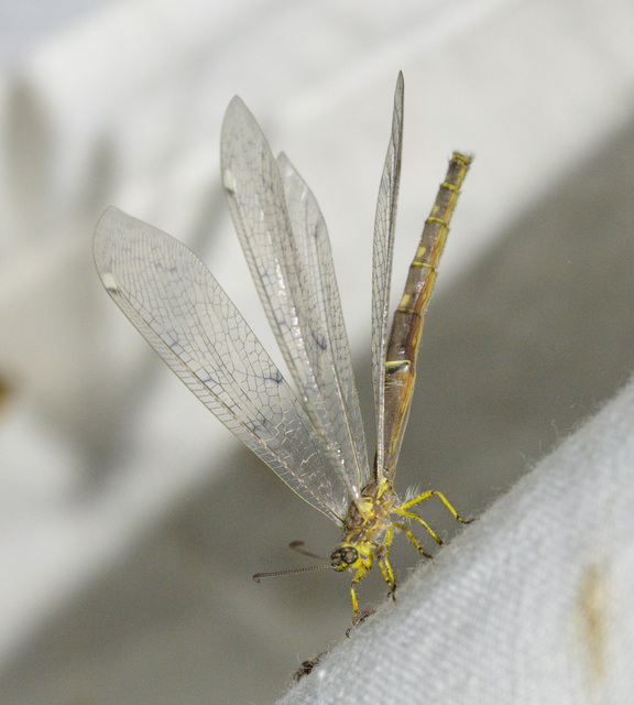 Distoleon tetragrammicus - négyfoltos hangyaleső