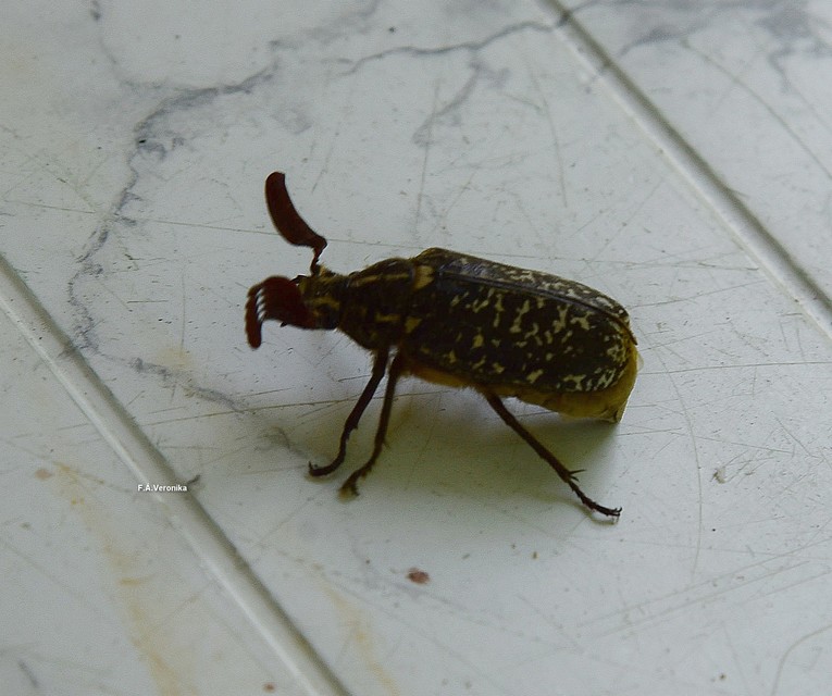 Polyphylla fullo - csapó cserebogár