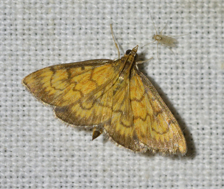Ecpyrrhorrhoe rubiginalis - rozsdavörös tűzmoly